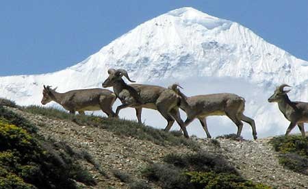 Blue sheep grazing on the rocky slopes above Dhorpatan