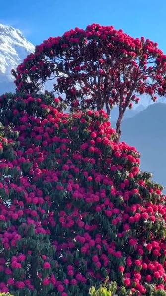 Rhododendron forest along the North Annapurna Base Camp trekking route