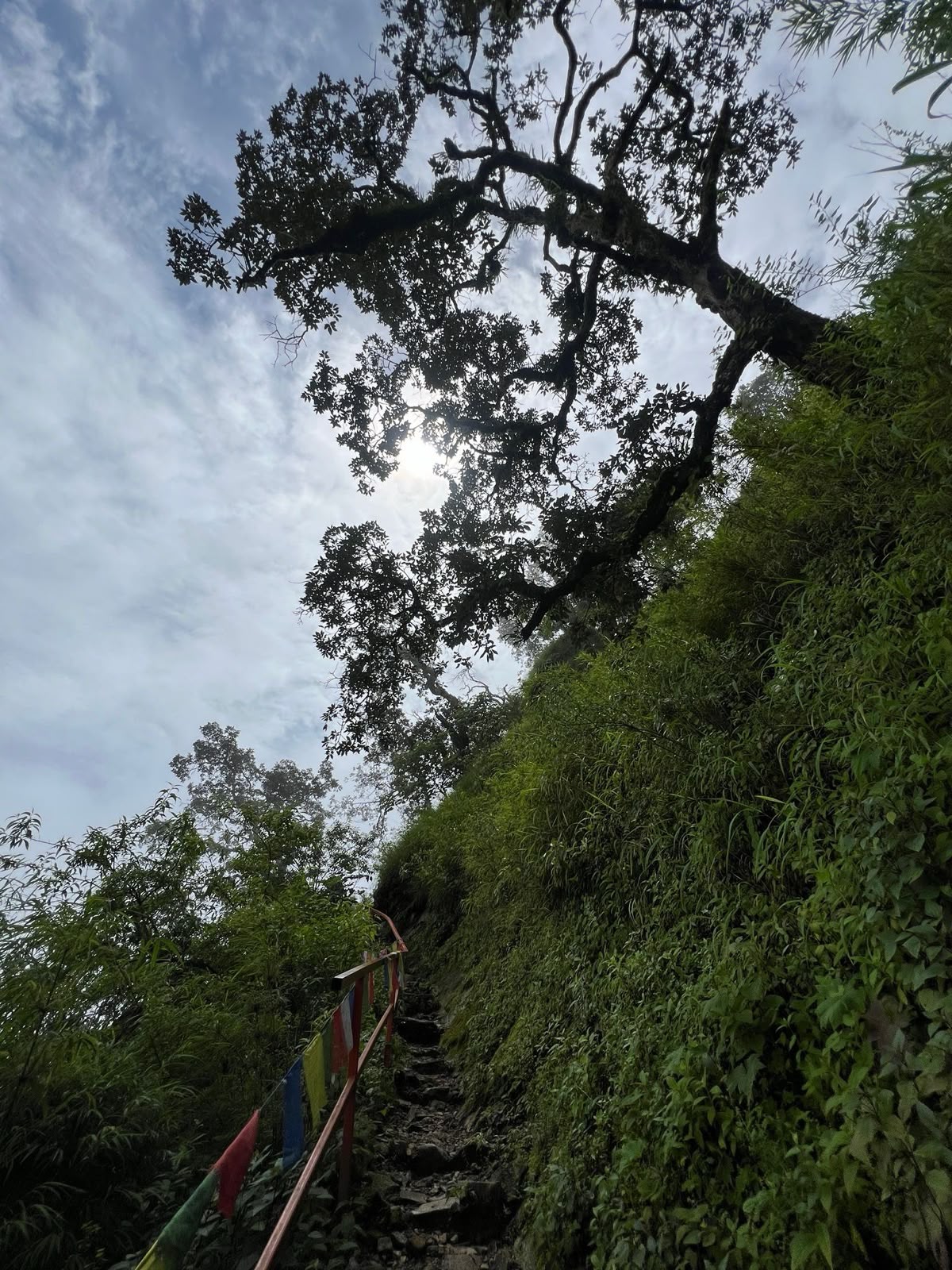 Forest Trail Canopy on the Latarambeshwor Hike
