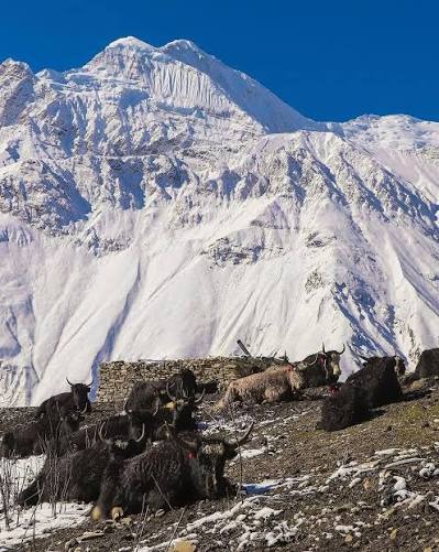 Manang Region